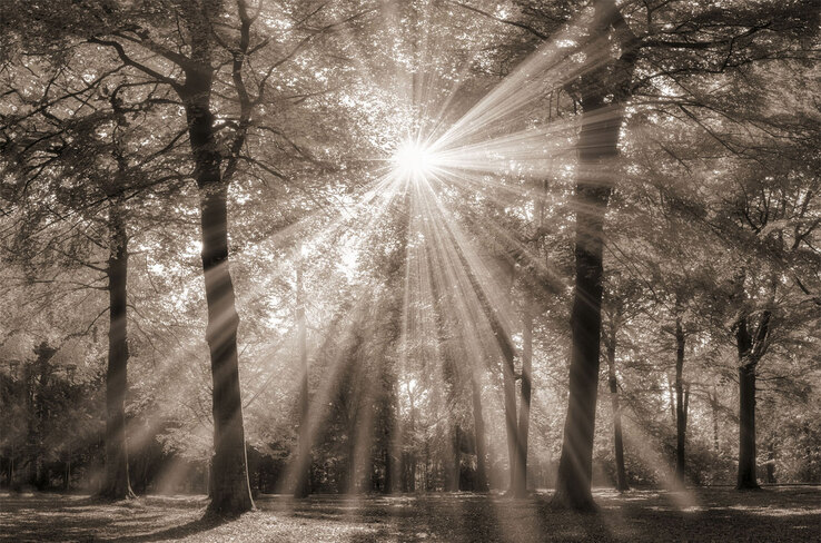Keilrahmen Wald sepia 118 x 78