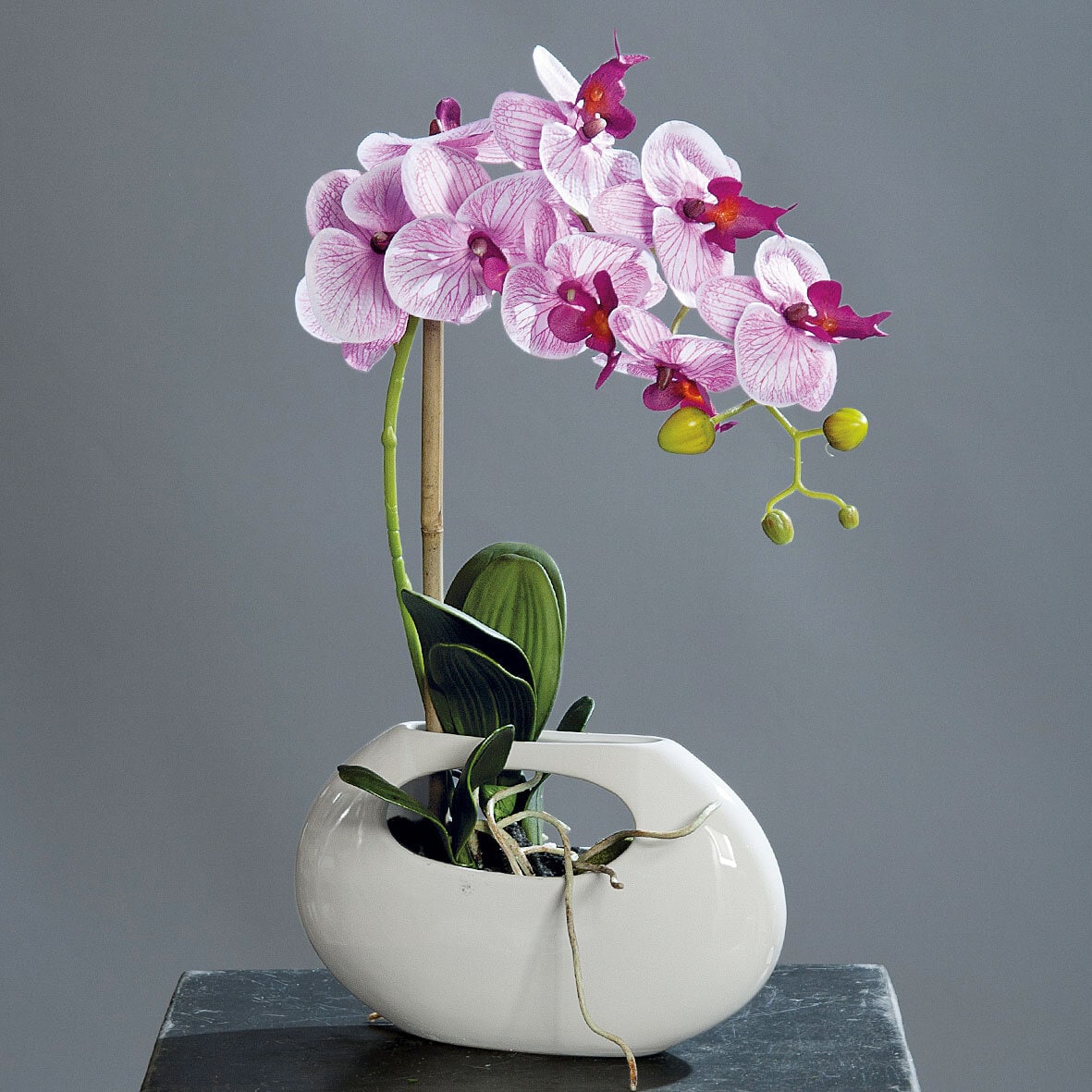 Orchidee Phalaenopsis Keramiktopf Lavender